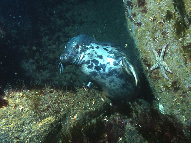 Seal Paul Naylor