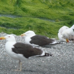Black Backed Gulls