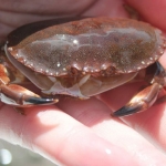 Crab edible moult
