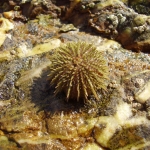 Green Shore Urchin