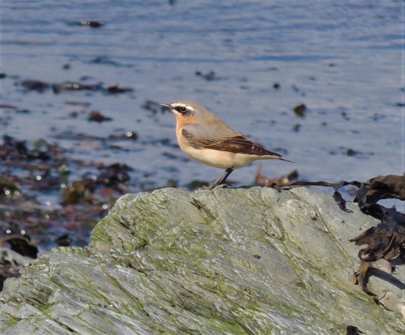 Male Wheatear on migration in April 2013