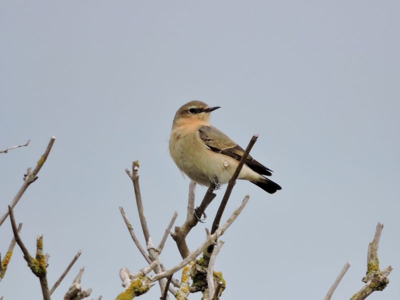 Female Wheatear on migration in April 2017