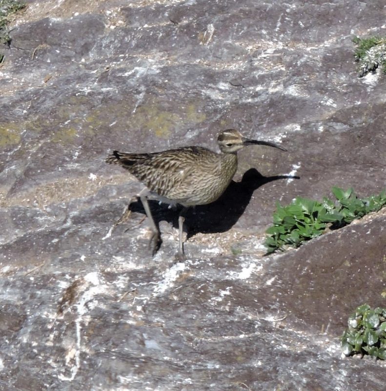 Whimbrel on the rocky shore