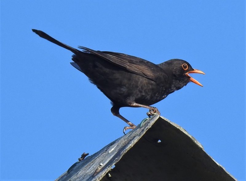 Blackbird, the herald of the morn