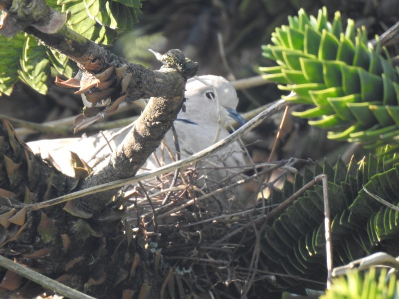 Collared Dove on nest