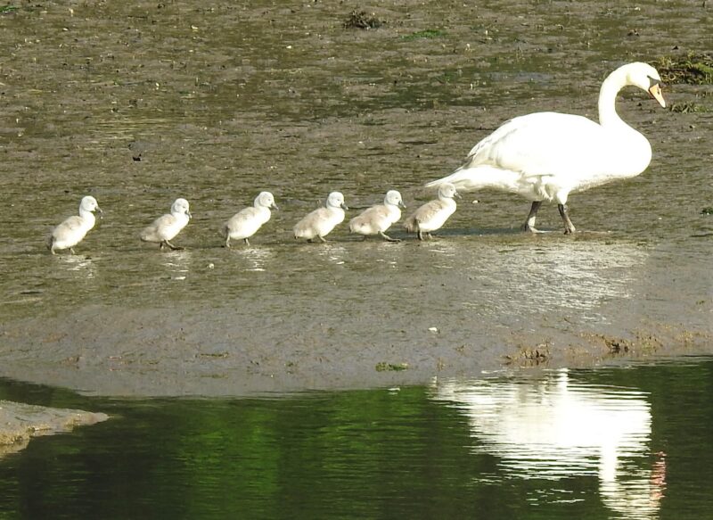 Single file for swans