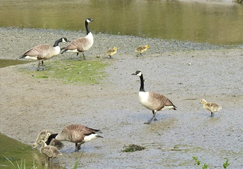 Canada Geese 20th May