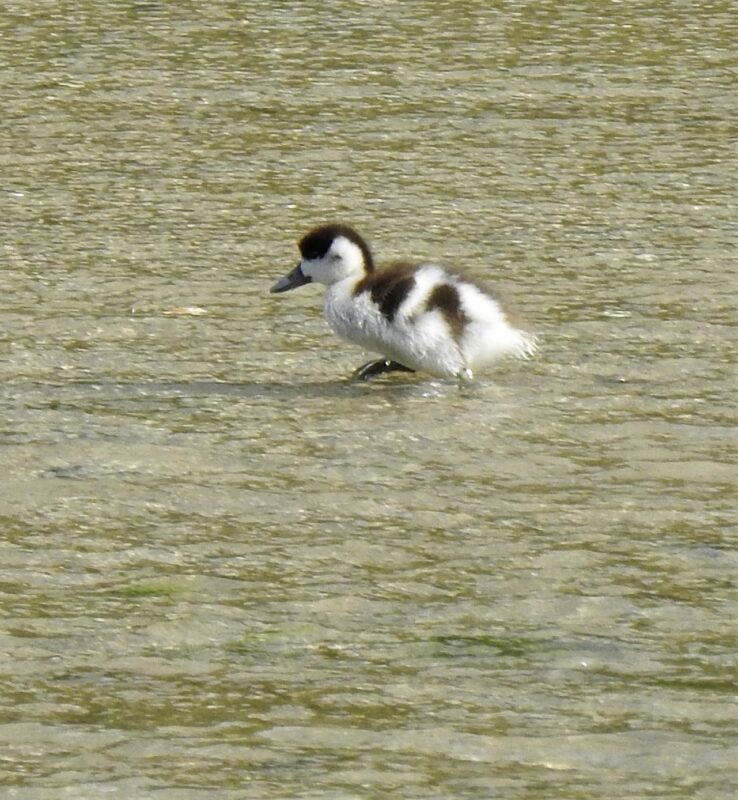 23rd May, Shelduck duckling, 9 days old