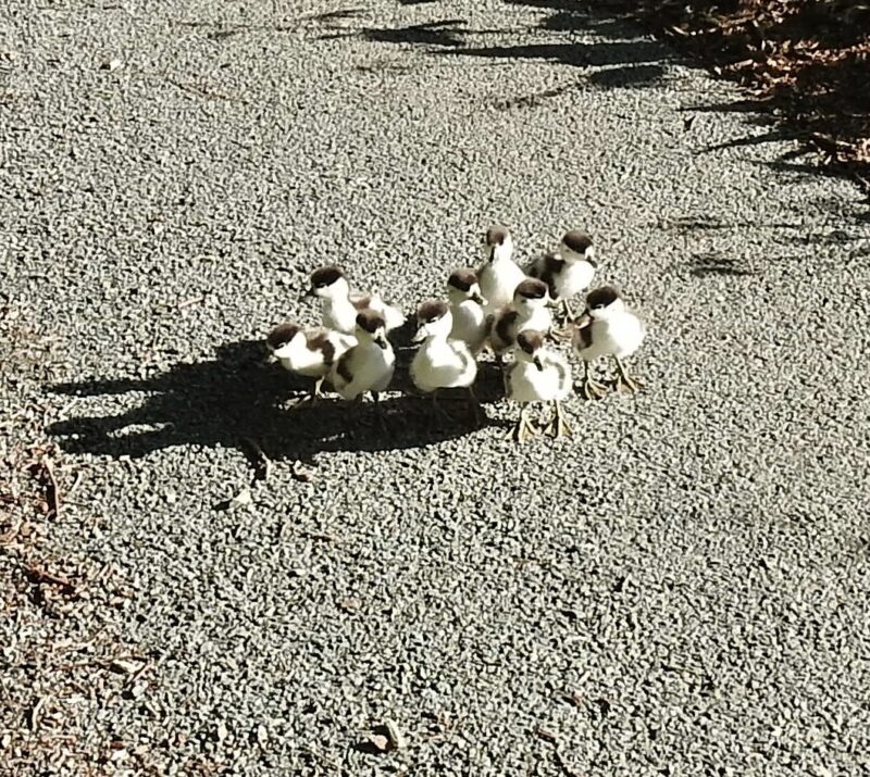 14th May, ducklings en route to the river