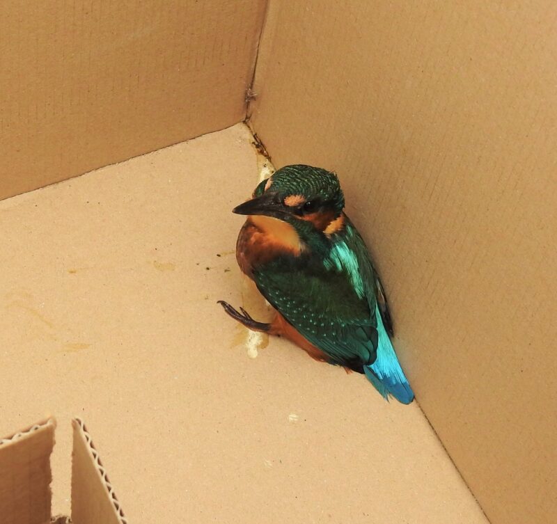 Young Kingfisher recovering from collision