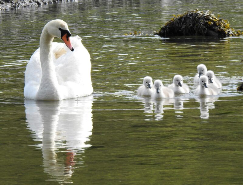 16th May, Mute Swan with cygnets