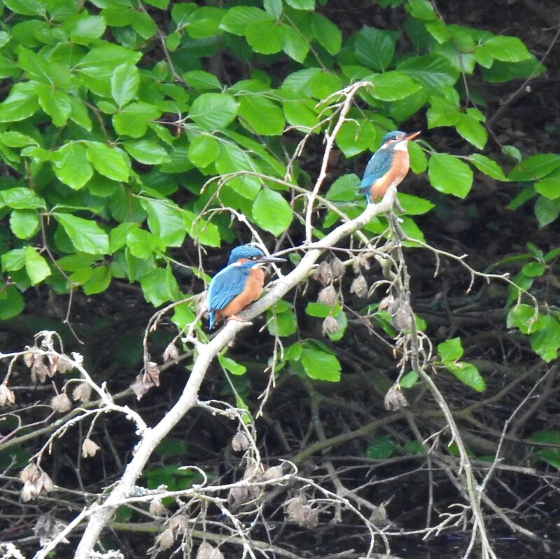Kingfisher pair