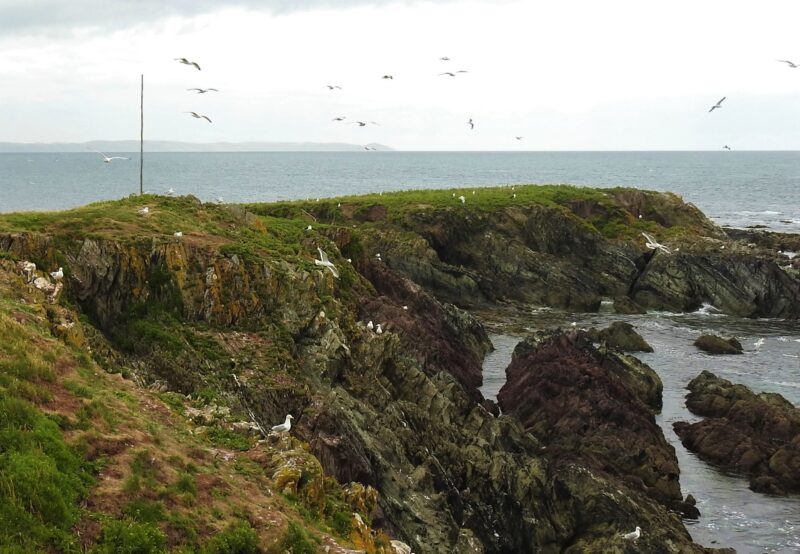 Gull territory, looking towards Little Island
