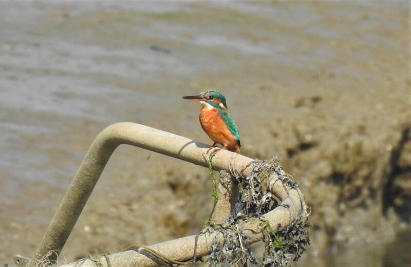Kingfisher on the East Looe River