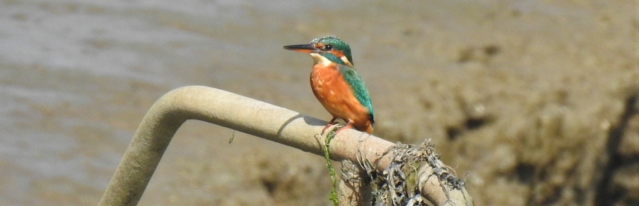 Kingfisher on the East Looe River