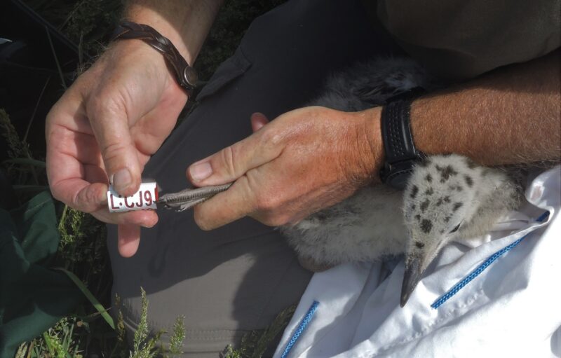Ringing a Great Black-backed Gull chick on Looe Island