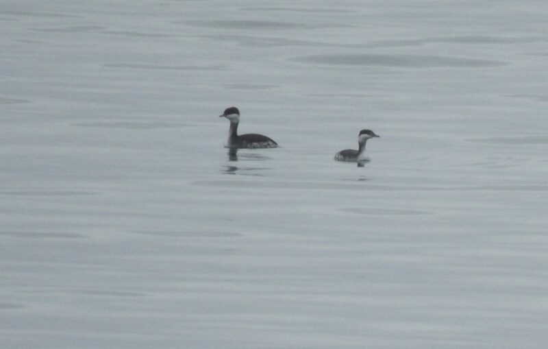 2. Slavonian Grebes off Hannafore