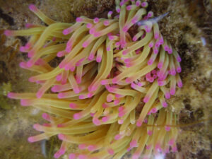 Summer Rockpool Ramble 2