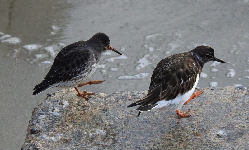 Synchronised waders