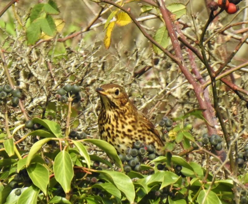 The berry eaters - Song Thrush