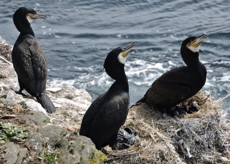 Cormorants with altricial young, March 2019