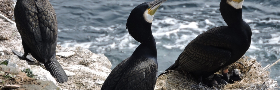 Cormorants with altricial young, March 2019