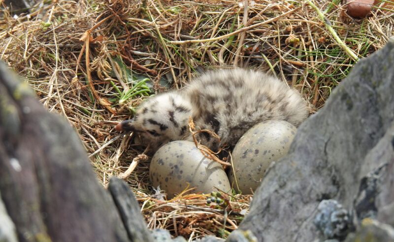 The first Herring Gull chick of 2021