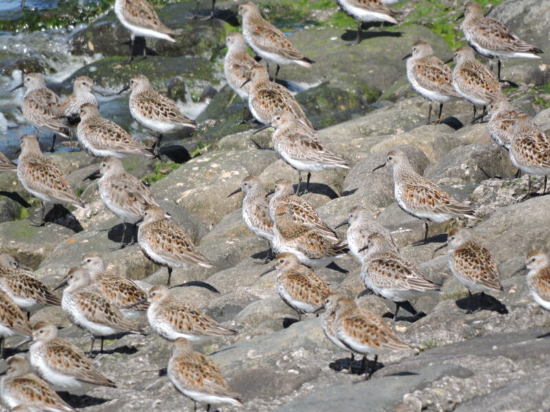 Flock of Dunlin waiting for the tide