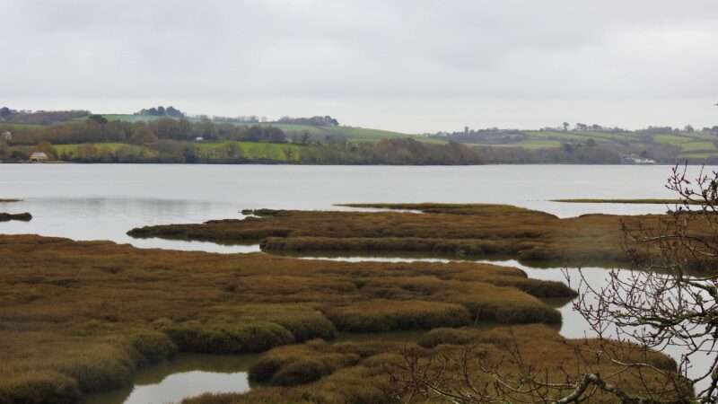 River Lynher estuary and saltmarsh, looking north.