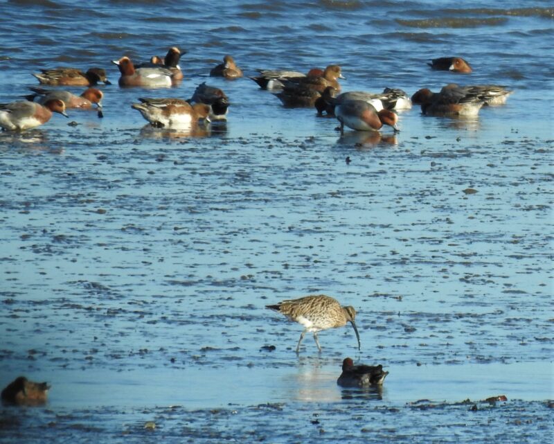 Curlew and wigeon