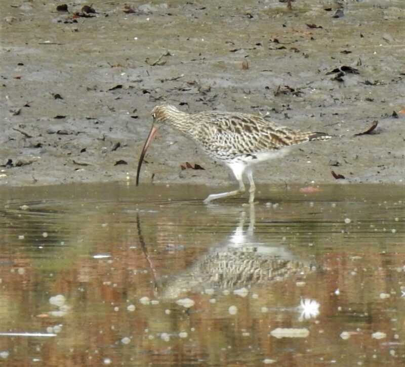 Curlew feeding in the Looe river
