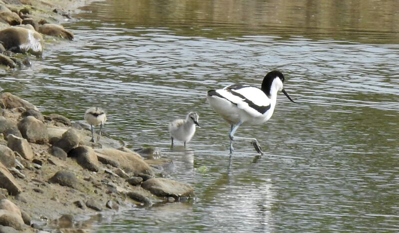 Avocet with chicks