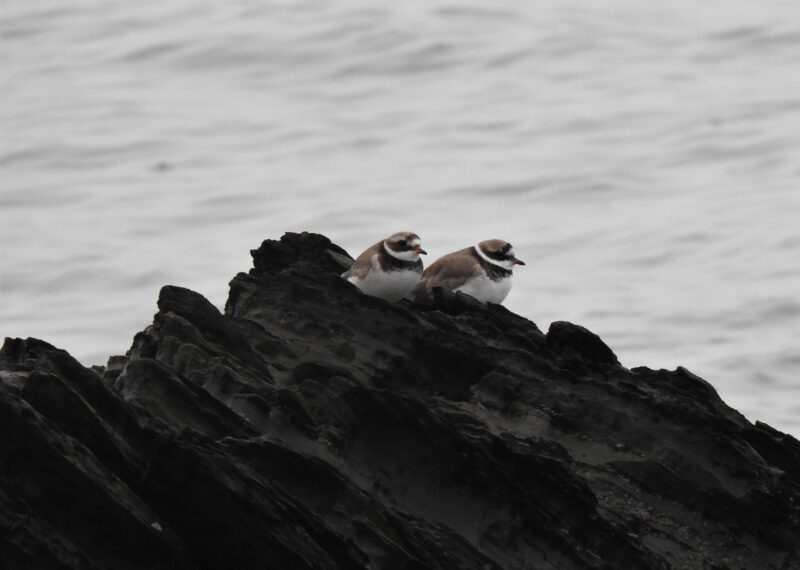 Ringed Plovers on Hannafore