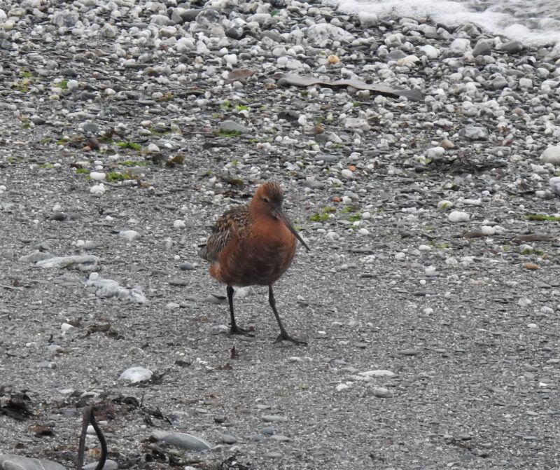 Male Bar-tailed Godwit in breeding plumage