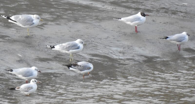 Black-headed and Common Gulls - Commons have yellow-green legs