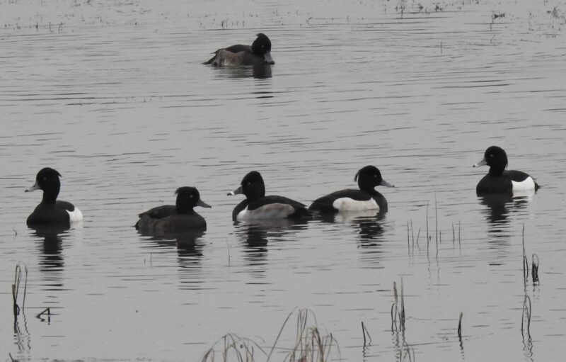 Tufties (3 Drakes and 2 Ducks) with Ring-necked Duck (centre)