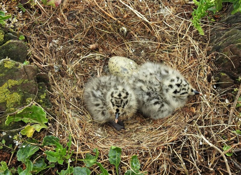 Herring Gull nest with 2 chicks hatched