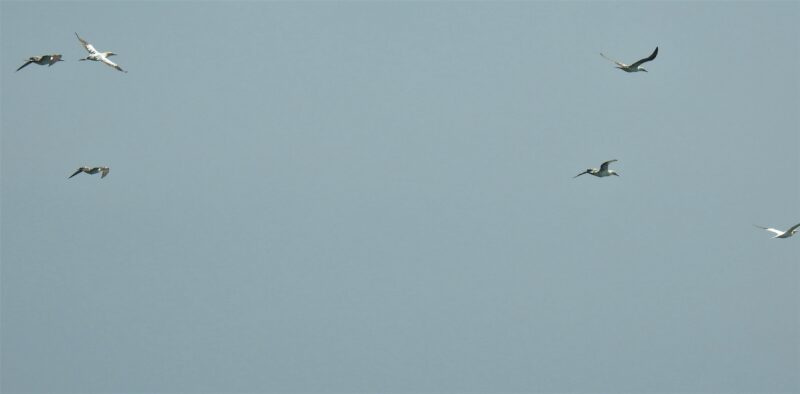 Distant Gannets