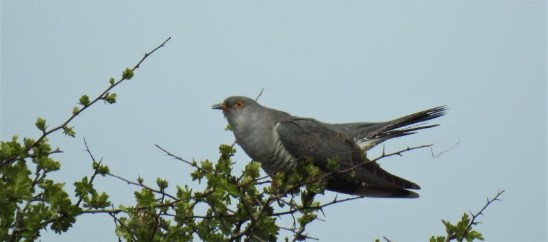 Cuckoo, not on Looe Island but on Bodmin Moor, 5th May.