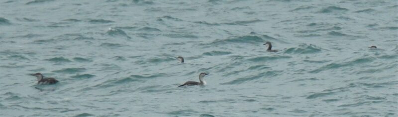 Red-throated Divers off Keveral beach