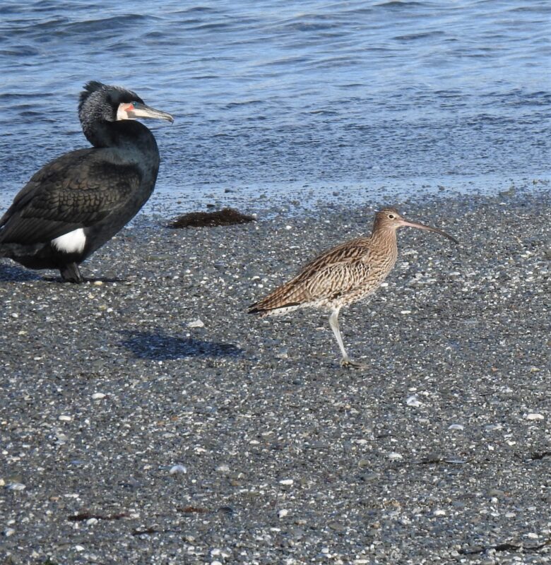 Cormorant and Curlew on Island Beach