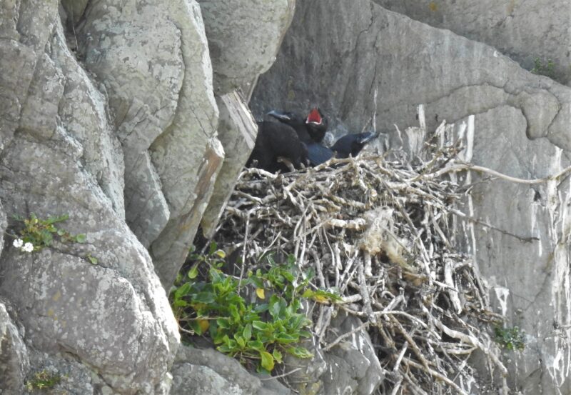 Raven's nest with chicks
