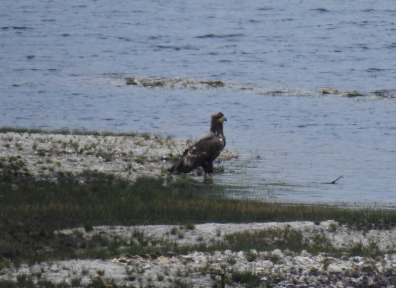 White-tailed Eagle visiting Cornwall in April 2023