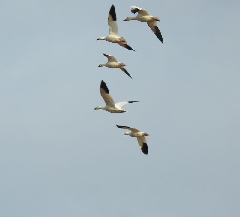 Snow Geese in flight, Rio Grande valley