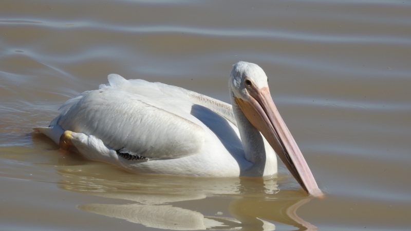 14. American White Pelican