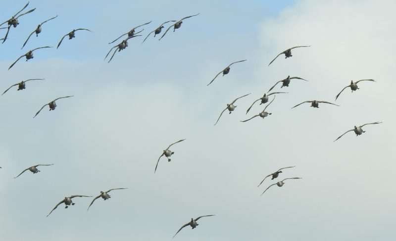 Canada Geese arriving, East Looe River