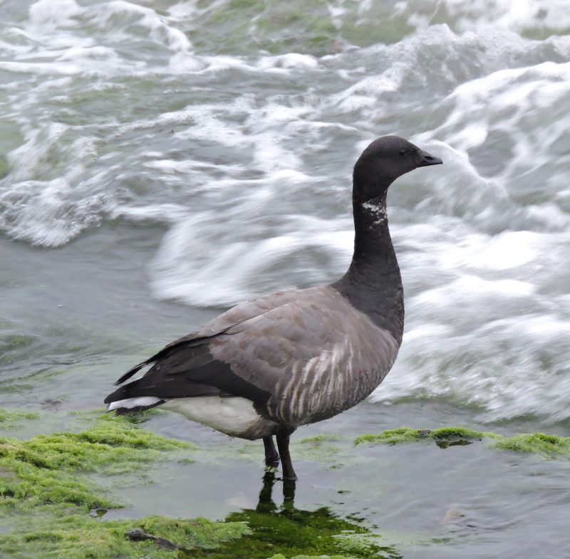 Brent Goose on Hannafore in 2016.