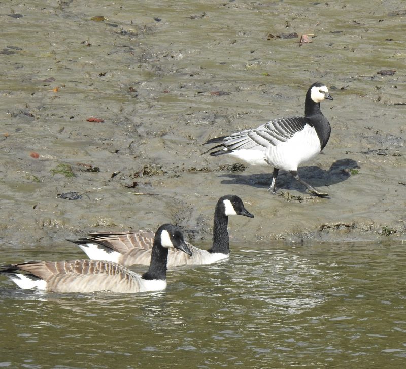 26. Barnacle Goose with Canadas on the West Looe river in 2019.