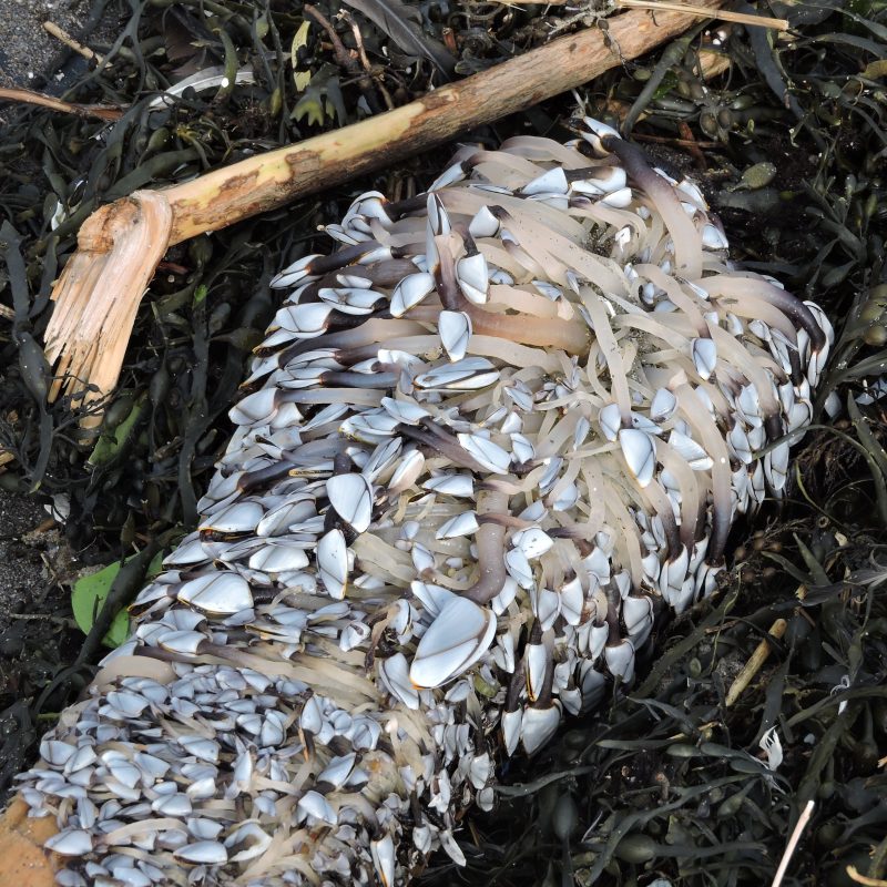 Goose Barnacles washed up on Seaton beach.
