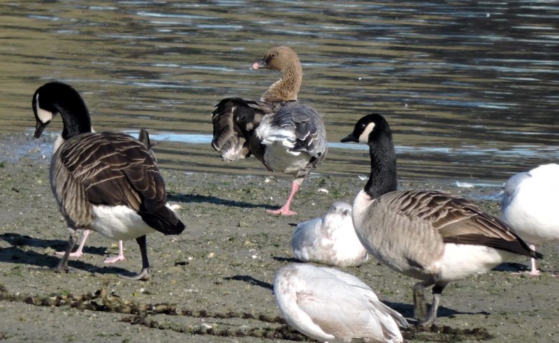 Pink-footed Goose with Canadas and gulls